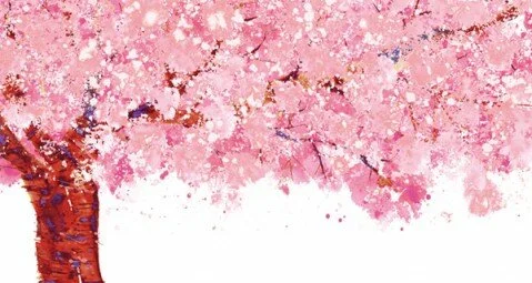 Cherry Blossom